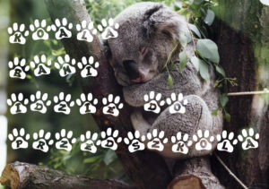 Okładka książki "Koala Bami idzie do przedszkola".