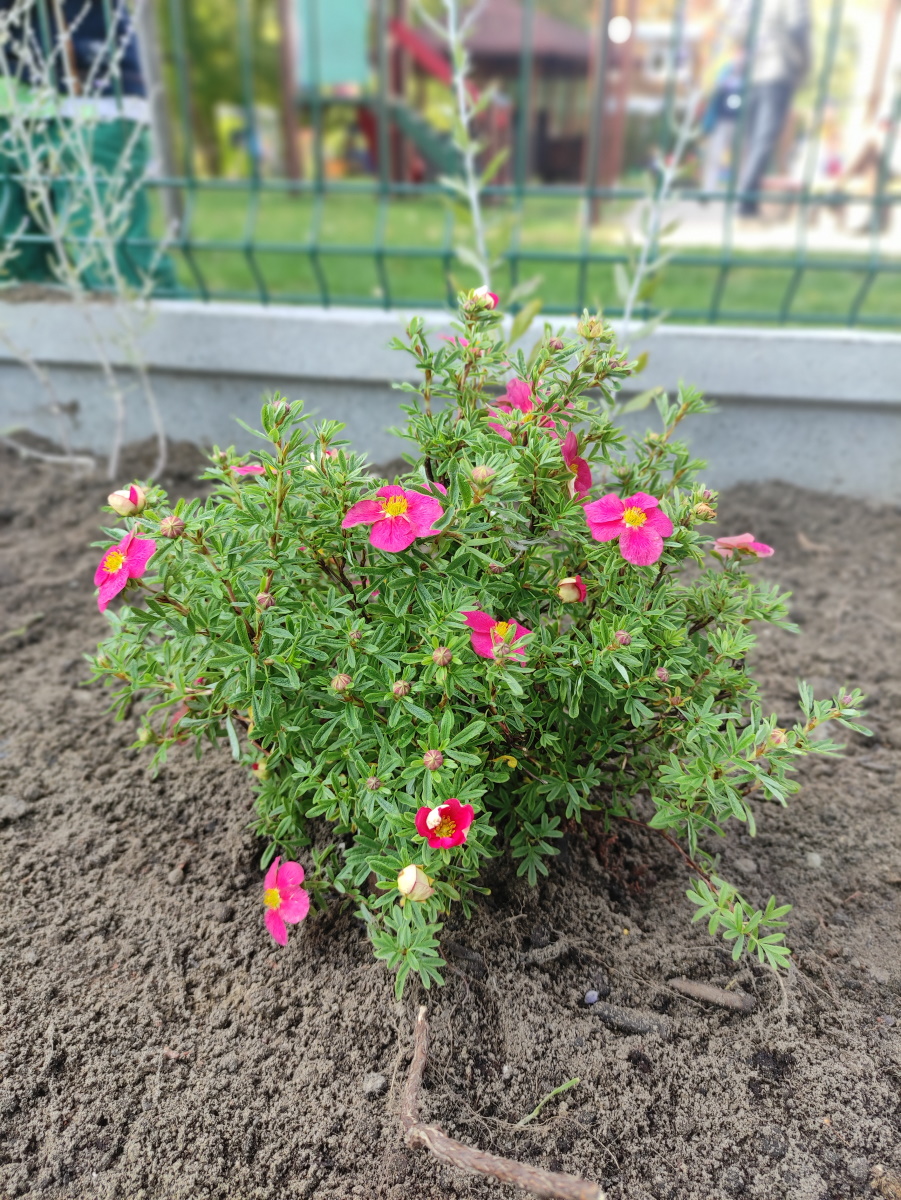 Sadzenie kwiatów w nowym ogródku
