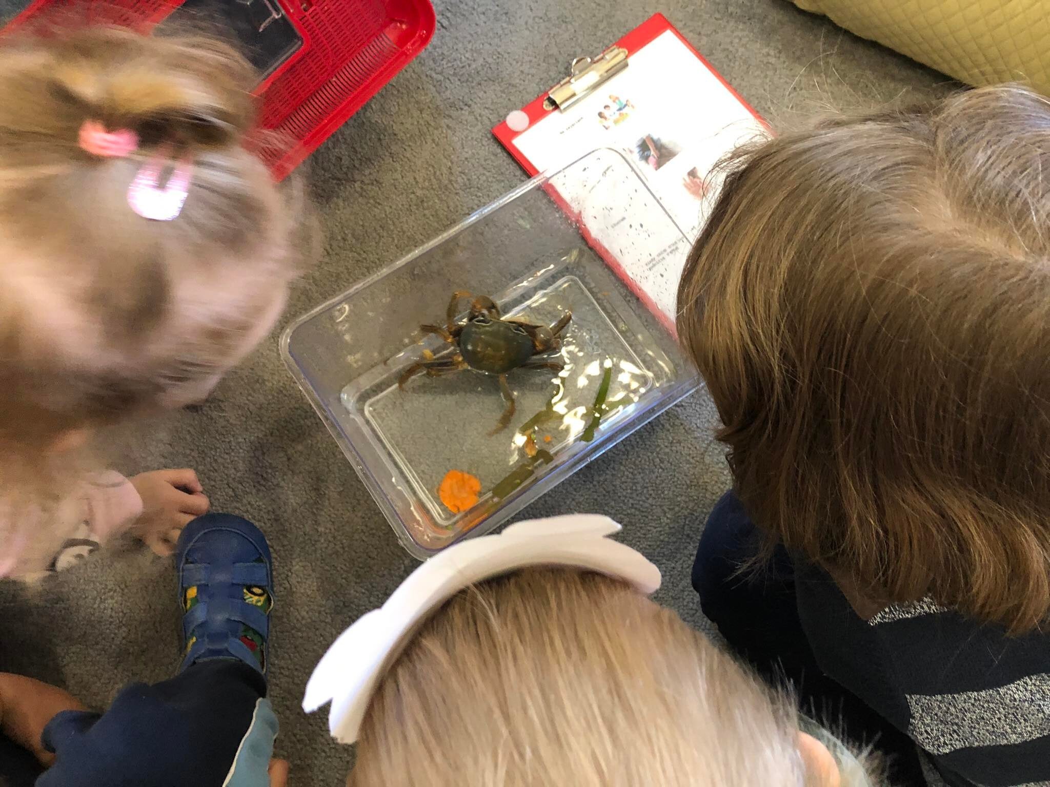 Zajęcia w przedszkolu na Bielanach | Spotkanie z krabem